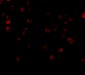 ADAP Antibody